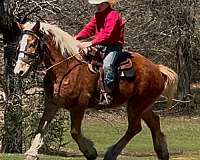 draft-belgian-horse