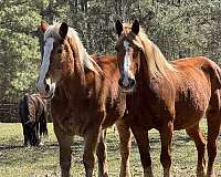 driving-belgian-horse