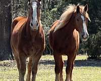 flashy-belgian-horse