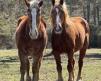 husband-safe-belgian-horse