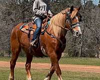 kid-safe-belgian-horse