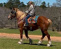 parade-belgian-horse