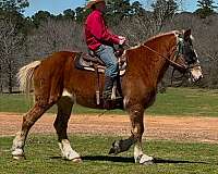 ridden-western-belgian-horse