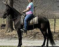 gaited-trail-riding-tennessee-walking-horse