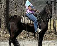 black-tennessee-walking-gelding