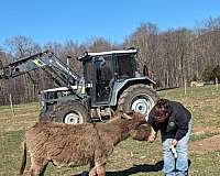 mini-miniature-donkey