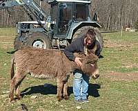 breeding-miniature-donkey