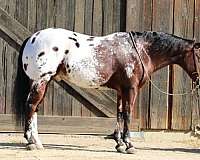 bay-black-appaloosa