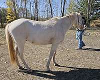 appaloosa-mare-gelding