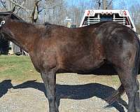 black-all-around-horse