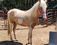 tobiano-horse