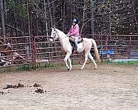 palomino-tobiano-horse