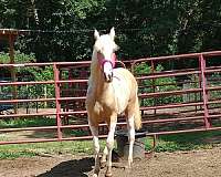 palomino-tennessee-walking-horse