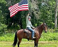 carting-pony