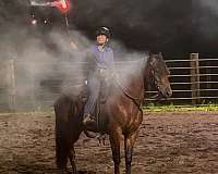 great-for-beginners-pony