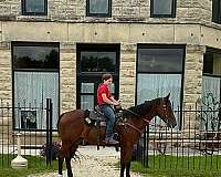 swimming-pony