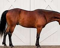 champ-spotted-saddle-horse