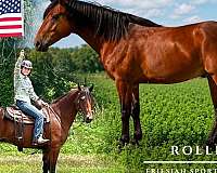 come-see-spotted-saddle-horse