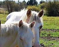 cremello-patches-horse