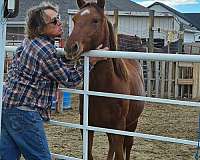 red-roan-star-horse