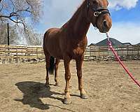 rescue-started-under-saddle