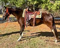 tennessee-walking-horse-for-sale