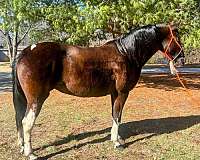 tennessee-walking-horse