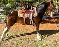 tennessee-walking-mare