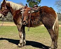 driving-belgian-horse