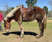 dressage-belgian-horse