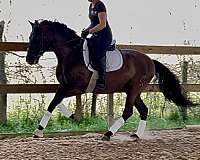 dressage-andalusian-horse