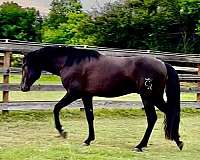 hunt-seat-equitation-andalusian-horse