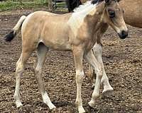 tobiano-horse