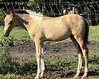 roan-tobiano-horse