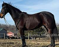 morgan-horse