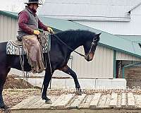 athletic-morgan-horse