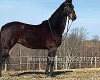 dressage-morgan-horse