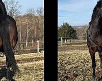 breeding-morgan-horse