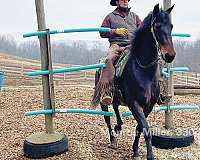 english-pleasure-morgan-horse