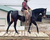 saddle-seat-morgan-horse