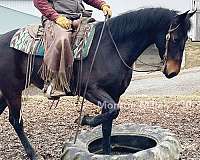 trail-riding-morgan-horse