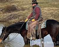 dressage-horse