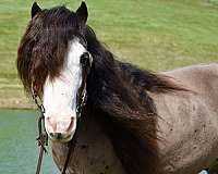 white-face-both-hinds-pony