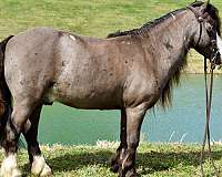 trail-riding-miniature-pony