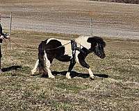 miniature-horse