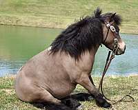 miniature-pony