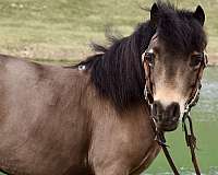 gymkhana-miniature-pony