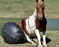 tobiano-team-driving-pony