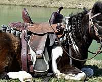 tobiano-brown-white-pony