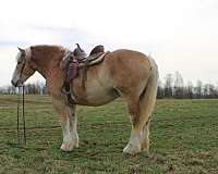 all-around-draft-horse